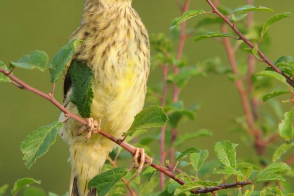 Goldammer auf Zweig mit grünen Blättern im Sommer.