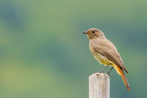 Ein Hausrotschwanz sitzt auf einem Holzpfahl mit rotem Schwanzgefieder vor unscharfem Hintergrund.