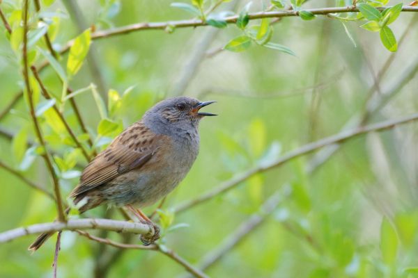 Heckenbraunelle singt auf einem Ast im grünen Gebüsch