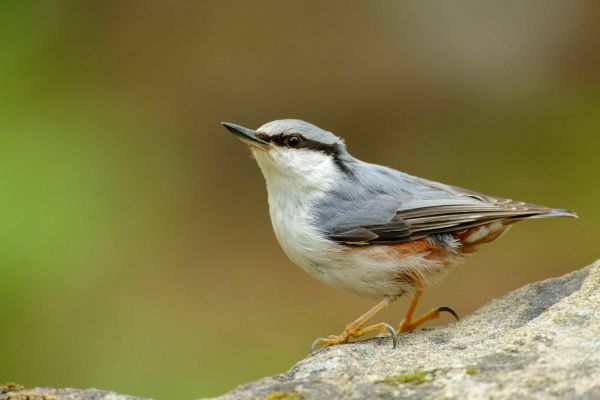 Kleiber sitzt auf einem Ast, markantes graublaues Gefieder.