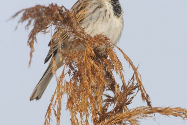 Rohrammer sitzt auf einem Schilfstängel.