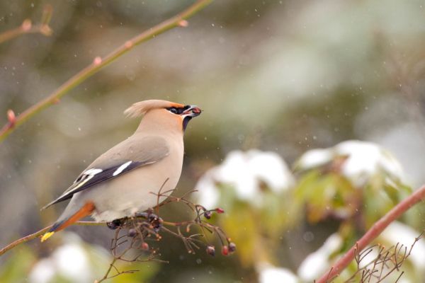 Seidenschwanz sitzt auf schneebedecktem Zweig mit Beeren im Winter.