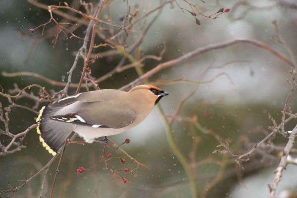 Seidenschwanz auf kahlem Strauch mit roten Beeren im Winter.