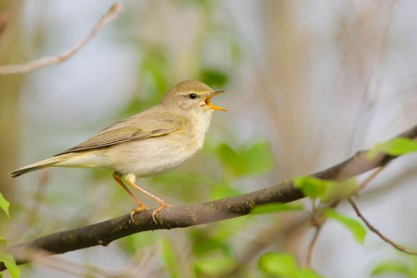 Ein Fitis singt auf einem Ast, umgeben von frischem Laub.