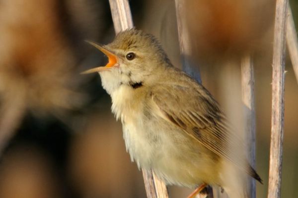 Ein Sumpfrohrsänger sitzt und singt auf einer Distel.