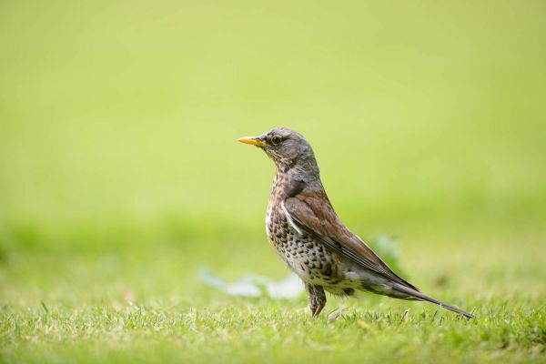 Wacholderdrossel geht durch grünes Gras im Park.