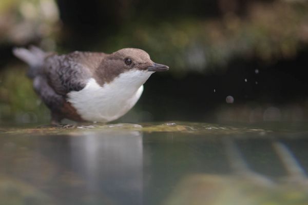 Wasseramsel steht am Rand eines Baches und beobachtet das Wasser.