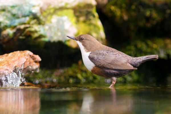 Eine Wasseramsel steht am Ufer eines fließenden Baches.