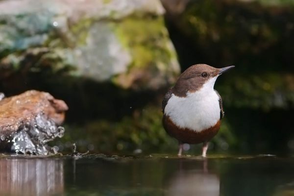 Wasseramsel steht am Bachrand, braun-weiß gefiedert, mit fließendem Wasser.