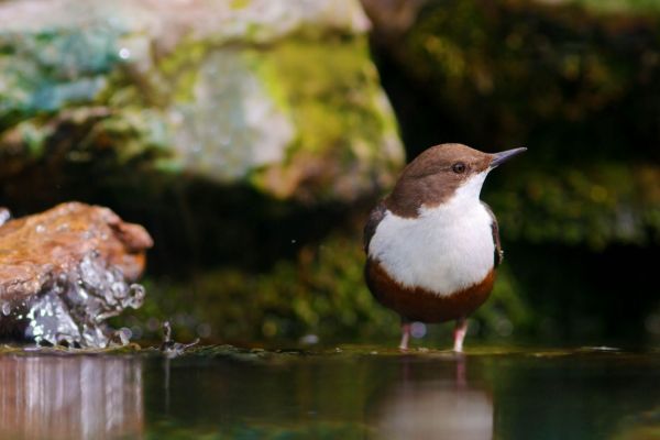 Wasseramsel an einem steinigen Bachufer, umgeben von Moos.
