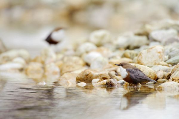 Wasseramsel sitzt am steinigen Ufer eines Bergbachs.