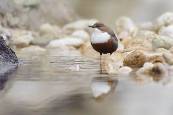 Wasseramsel am Ufer eines klaren Bergbachs sitzend, umgeben von Kieselsteinen.