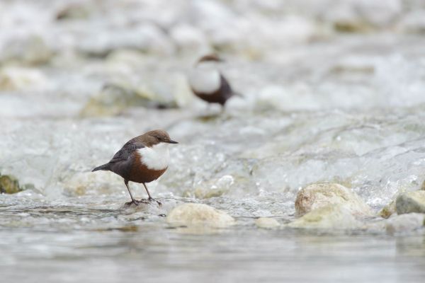Wasseramsel an einem steinigen Gebirgsbach im Winter.