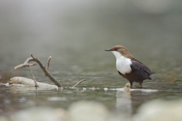 Wasseramsel steht im flachen Wasser eines Baches.