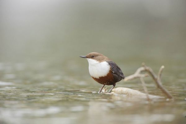 Eine Wasseramsel steht auf einem Stein in einem flachen Bergbach.