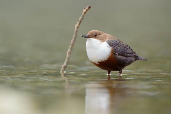 Wasseramsel mit weißer Kehle steht in einem flachen Bach.