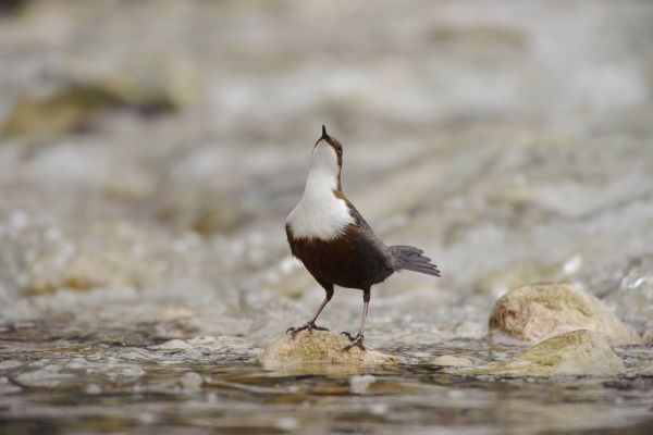 Eine Wasseramsel steht auf einem Stein in einem fließenden Gebirgsbach.
