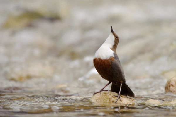 Wasseramsel steht auf einem Stein im Fluss, umgeben von fließendem Wasser.