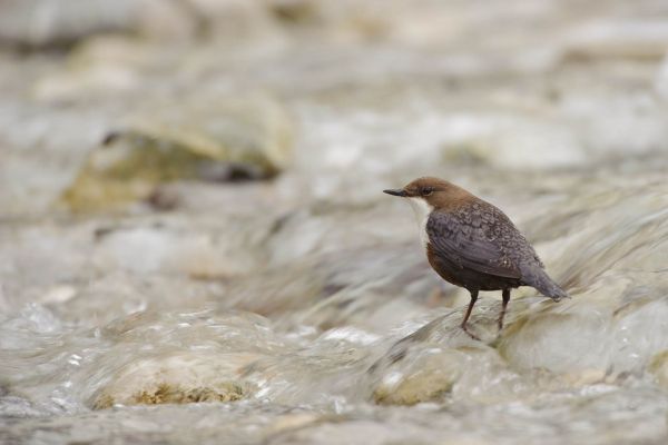 Eine Wasseramsel steht an einem flachen Gebirgsbach.