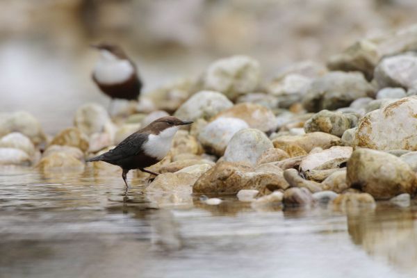 Wasseramsel steht am Ufer eines steinigen Flusslaufes.