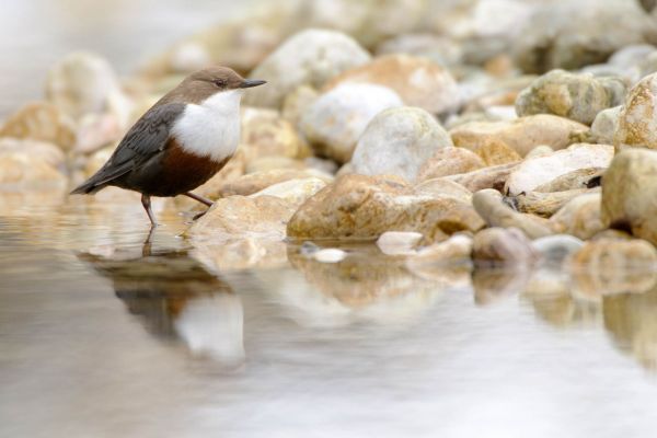 Wasseramsel auf Kieselsteinen an einem Bach.