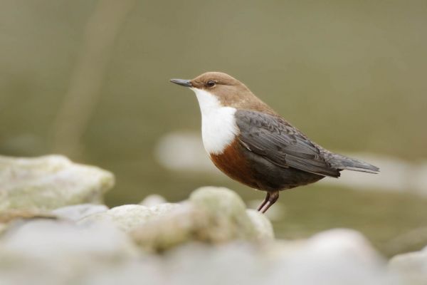 Eine Wasseramsel steht auf Steinen am Flussufer, das Gefieder ist braun und weiß.