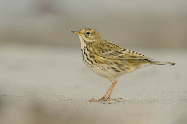 Ein Wiesenpieper steht auf sandigem Boden mit leicht gesträubtem Gefieder.