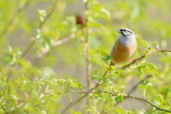Zippammer sitzt auf einem Zweig mit frischem Frühlingslaub.