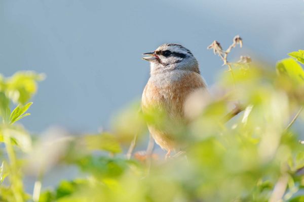 Eine Zippammer sitzt zwischen grünen Blättern im Frühling.