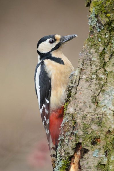 Buntspecht mit schwarz-weiß-rotem Gefieder sitzt an einem Baumstamm.