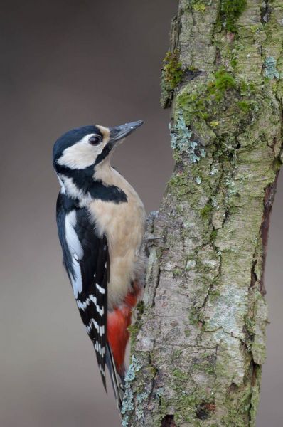 Buntspecht klammert sich an einen Baumstamm.