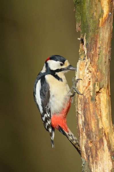 Ein Buntspecht sitzt an einem Baumstamm und sucht nach Nahrung.