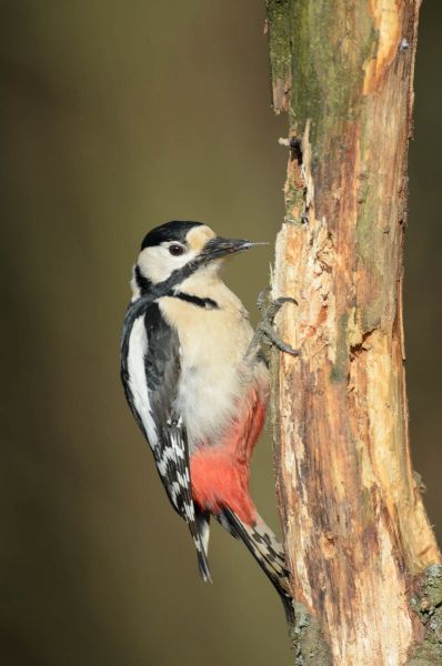 Buntspecht mit kontrastreichem Gefieder auf einem Baumstamm.