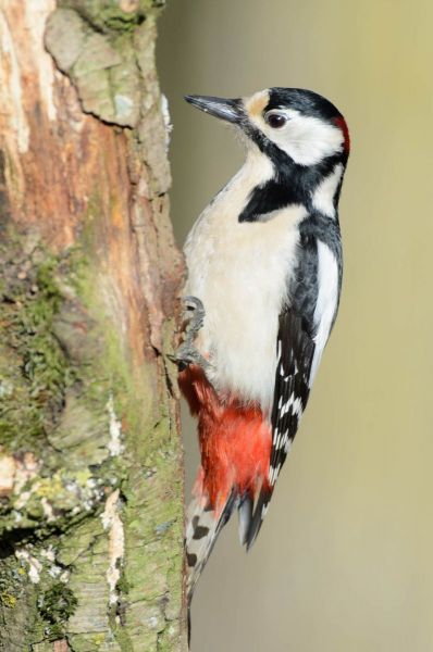 Buntspecht mit rotem Unterbauch klammert sich an Baumrinde.