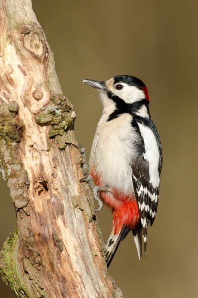 Ein Buntspecht sitzt an einem Baumstamm und zeigt sein markantes Gefieder.