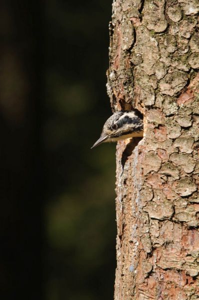 Ein Dreizehenspecht schaut aus einer Baumhöhle heraus.