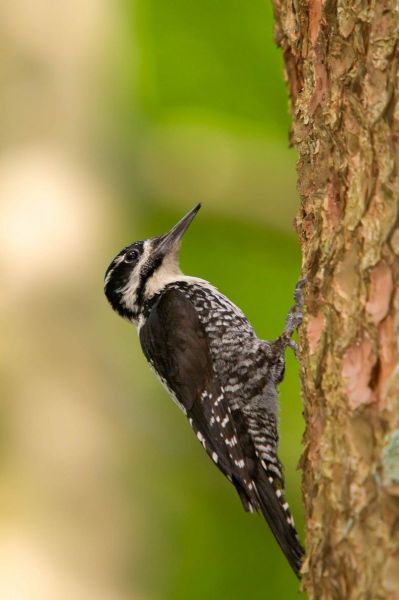 Dreizehenspecht klettert an einem Baumstamm mit grünem Hintergrund.