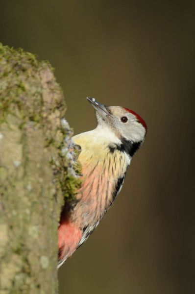 Mittelspecht mit rotem Scheitel an einem Baumstamm.