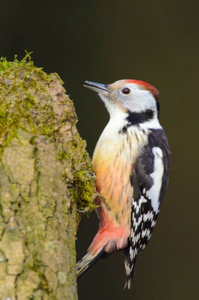 Ein Mittelspecht sitzt an einem moosbewachsenen Baumstamm.