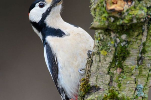 Buntspecht an einem Baumstamm, mit markantem Schwarz-Weiß-Federkleid und rotem Farbklecks.