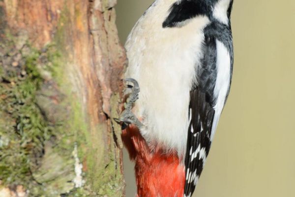 Buntspecht mit rotem Unterbauch klammert sich an Baumrinde.