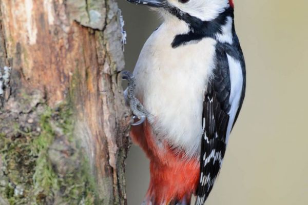 Ein Buntspecht sitzt an einem Baumstamm, das Gefieder ist schwarz-weiß mit roten Akzenten.