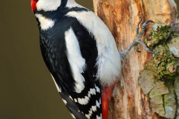 Buntspecht mit schwarz-weißem Gefieder an einem Baumstamm
