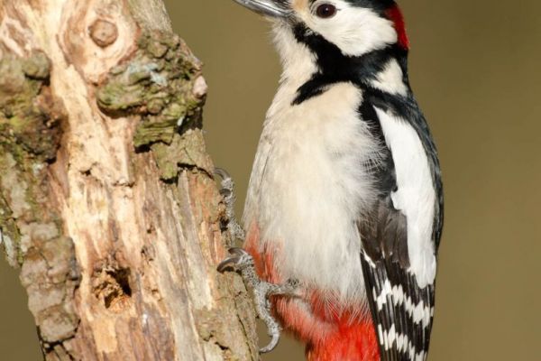 Ein Buntspecht sitzt an einem Baumstamm und zeigt sein markantes Gefieder.
