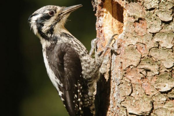 Dreizehenspecht klettert an Baumstamm mit sichtbarem Spechtloch.