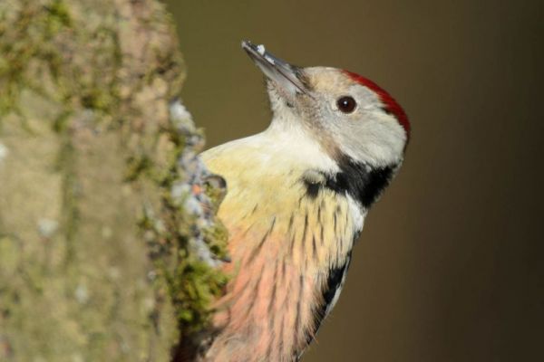 Mittelspecht mit rotem Scheitel an einem Baumstamm.