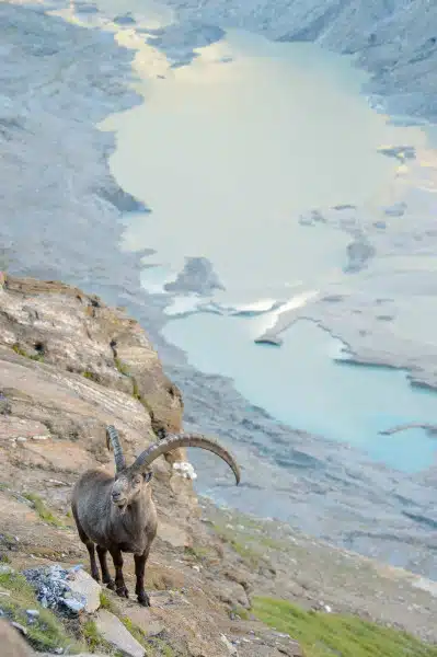 Steinbock am Großglockner