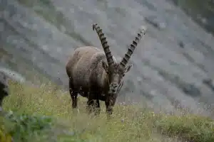 Steinbock