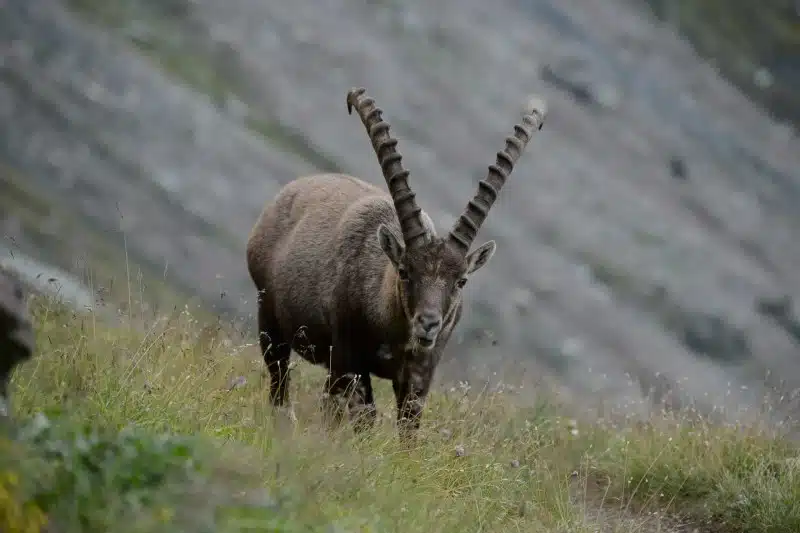 Steinbock
