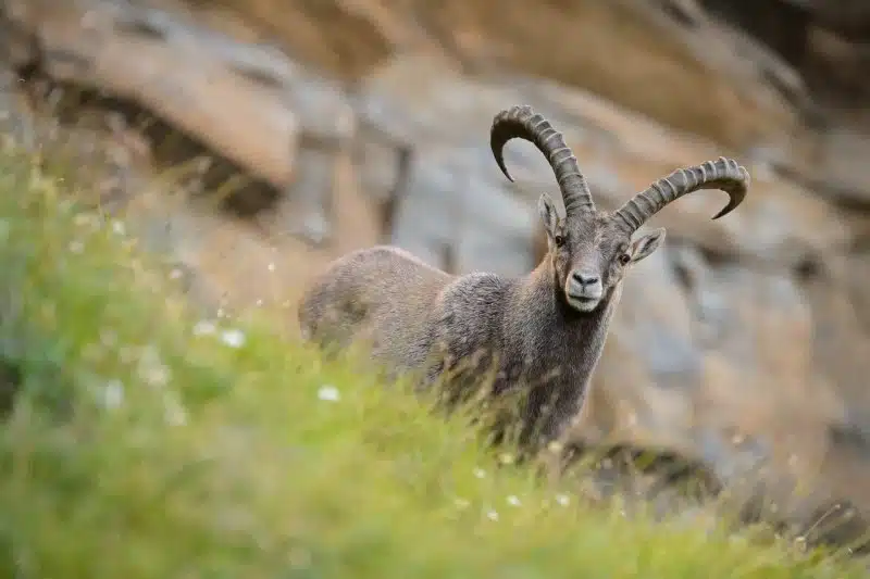 Steinbock